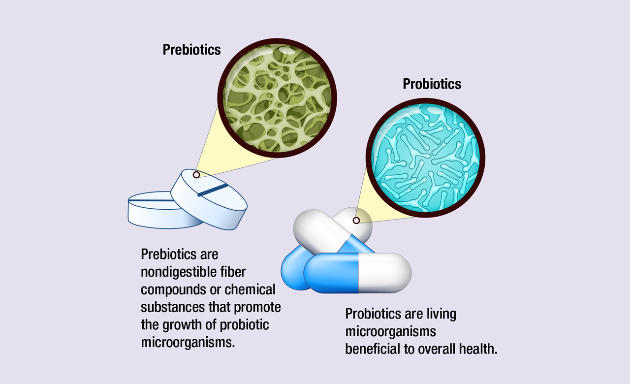 Diagram detailing the difference between prebiotics and probiotics.