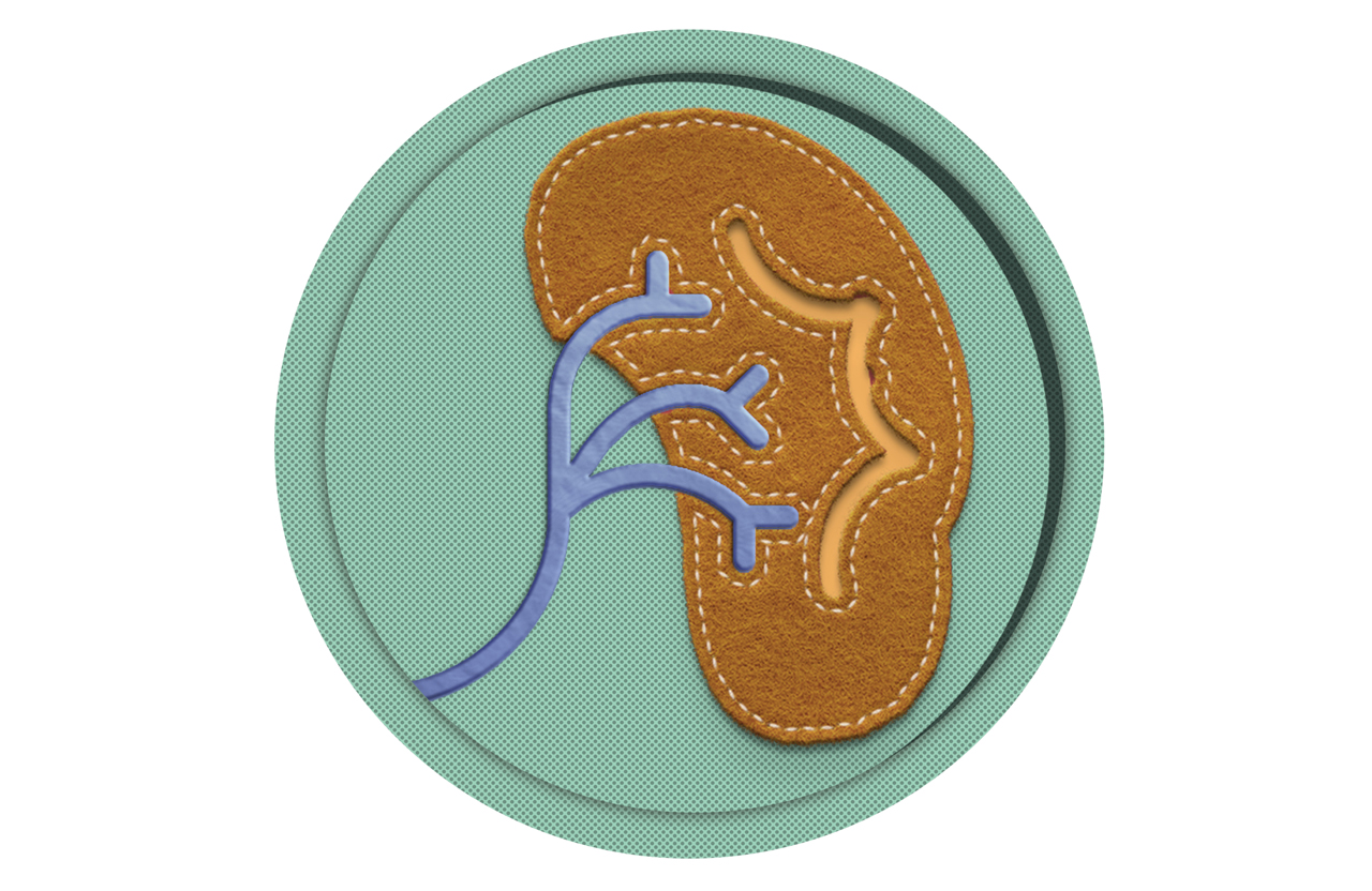 Illustration of a human kidney.