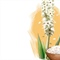 Psyllium husk