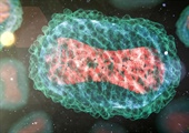 Using Vigiv for mpox? The concentration is not as it may seem