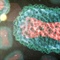 Using Vigiv for mpox? The concentration is not as it may seem