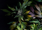 A joint effort: Cannabis update for pharmacists