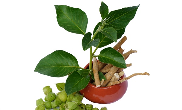 Can ashwagandha soothe stress?