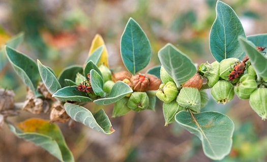 Ashwagandha for reduced stress and anxiety
