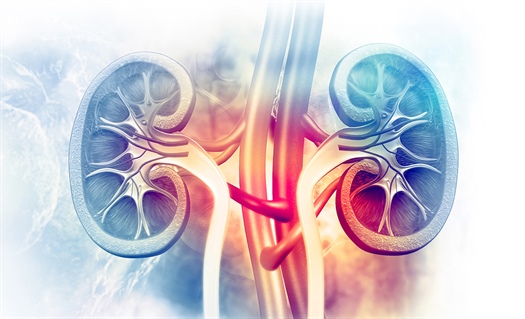 Does melatonin have a role in prevention of vancomycin-related AKI?