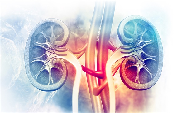 Does melatonin have a role in prevention of vancomycin-related AKI?
