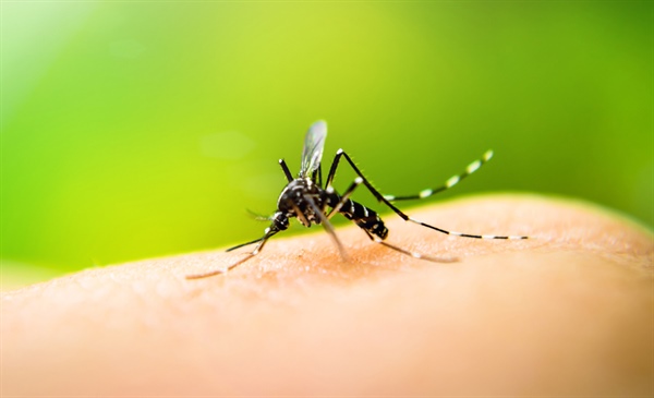 Insect bites and stings