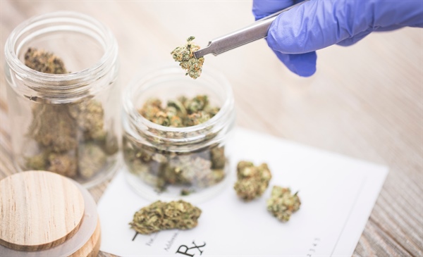 Marijuana use in patients with CVD can be risky