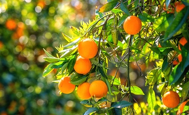 Vitamin C