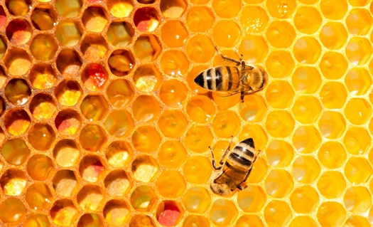 Honey for upper respiratory tract infections
