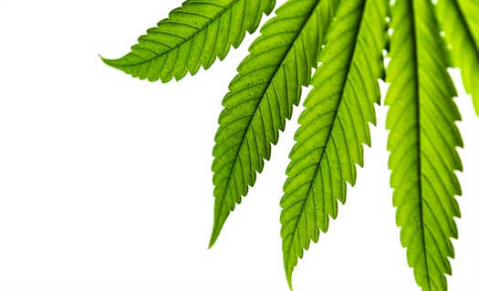Legalized marijuana in the United States: Where things stand