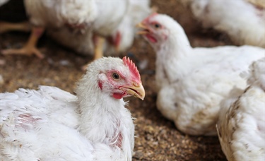 Questions about bird flu? Patients may have them, too