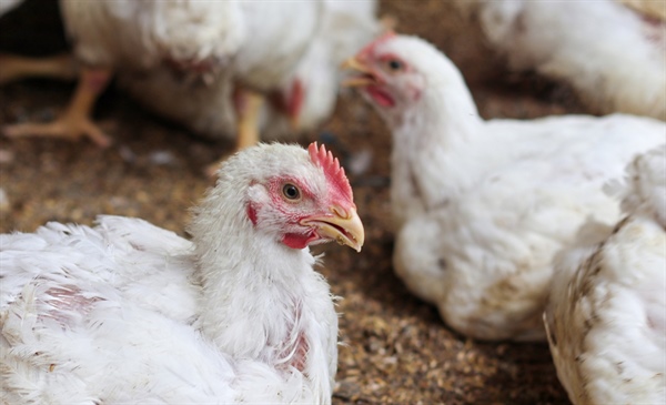 Questions about bird flu? Patients may have them, too