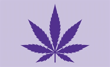 Budding opportunities—and challenges—with cannabis regulation