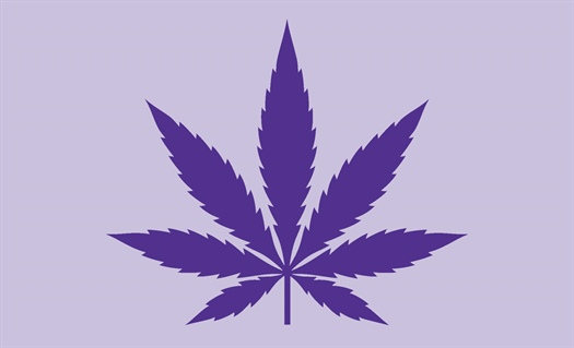 Budding opportunities—and challenges—with cannabis regulation