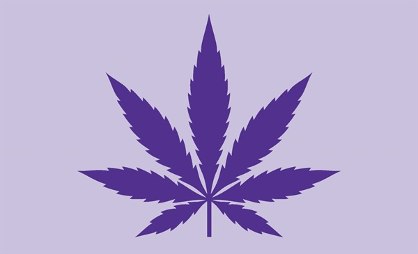 Budding opportunities—and challenges—with cannabis regulation
