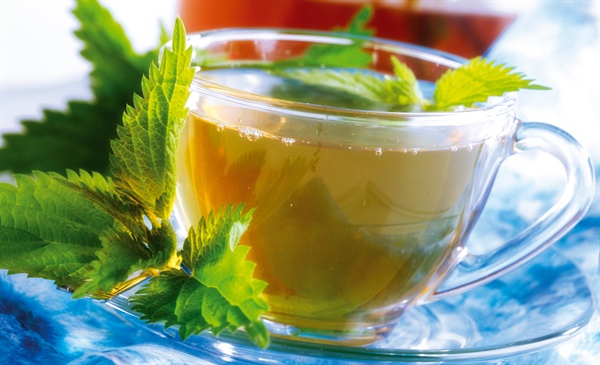 Nettle: Worthless weed or helpful herb?