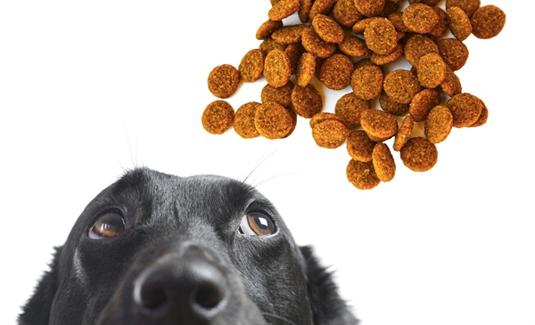 Pet supplements: Barking up the wrong tree?