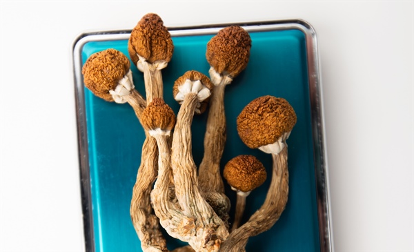Interest in benefits of psychedelics grows, as does research