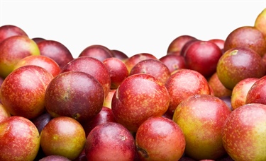 Camu camu: A vitamin C powerhouse