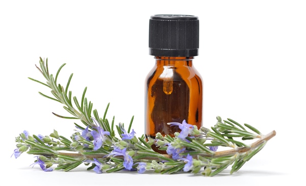 Rosemary oil for hair loss