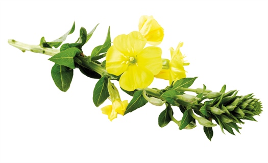 Evening primrose oil