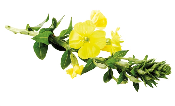 Evening primrose oil