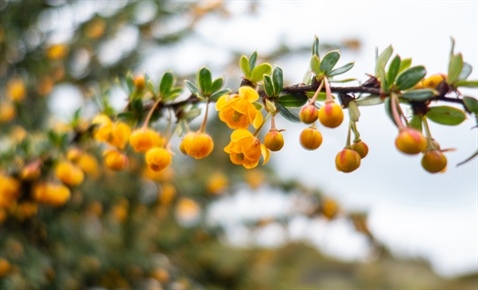 Berberine’s potential health benefits