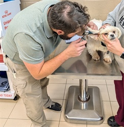 A well-rounded pharmacist: Veterinary medicine and community pharmacy