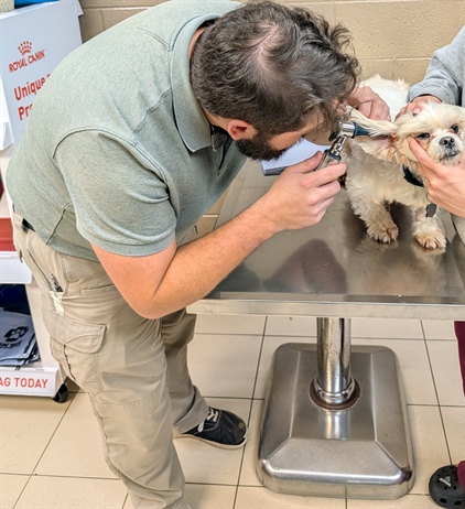 A well-rounded pharmacist: Veterinary medicine and community pharmacy