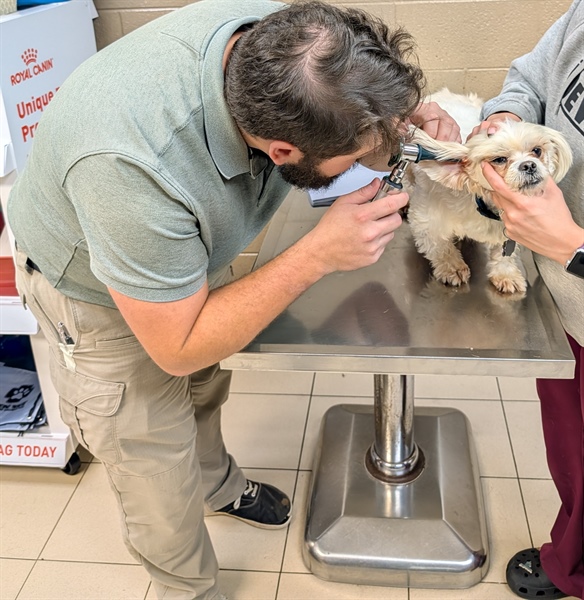 A well-rounded pharmacist: Veterinary medicine and community pharmacy