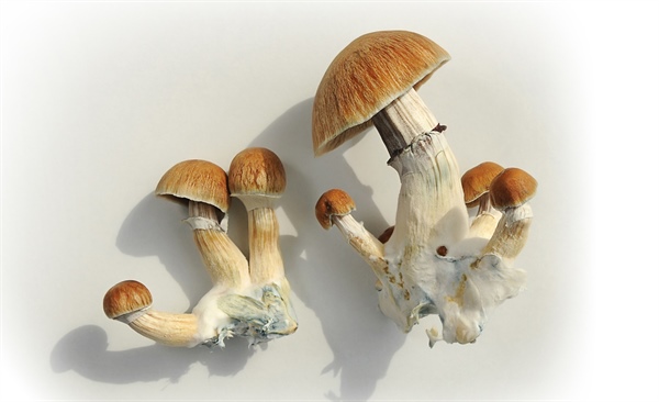Psilocybin public health implications require more research