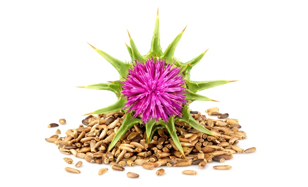 Milk thistle for liver health