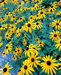 The blossoming of a new journey