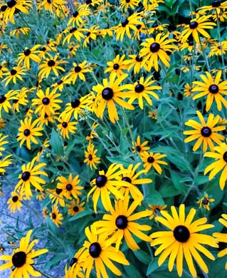 The blossoming of a new journey